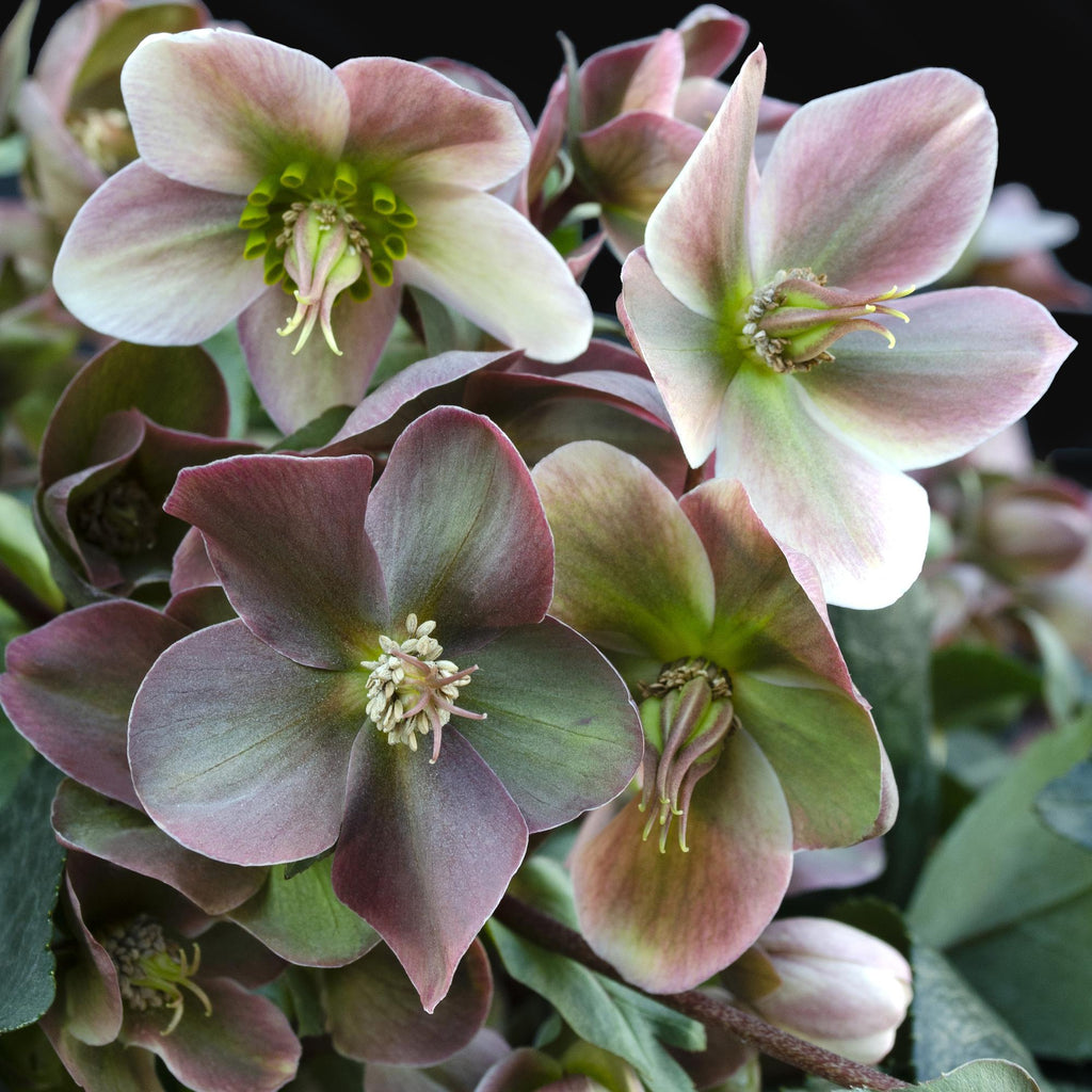Helleborus 'Angels Glow' (rosa Blüte) – Ø19 cm, 50 cm hoch – Bild 4
