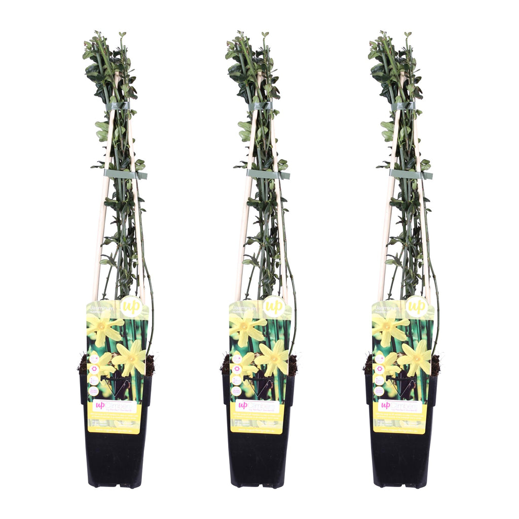 Jasminum nudiflorum (jasmine) – 3 plants, Ø15 cm, 65 cm high