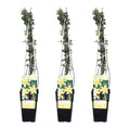 Jasminum nudiflorum (jasmine) – 3 plants, Ø15 cm, 65 cm high