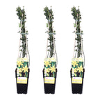 Jasminum nudiflorum (jasmine) – 3 plants, Ø15 cm, 65 cm high