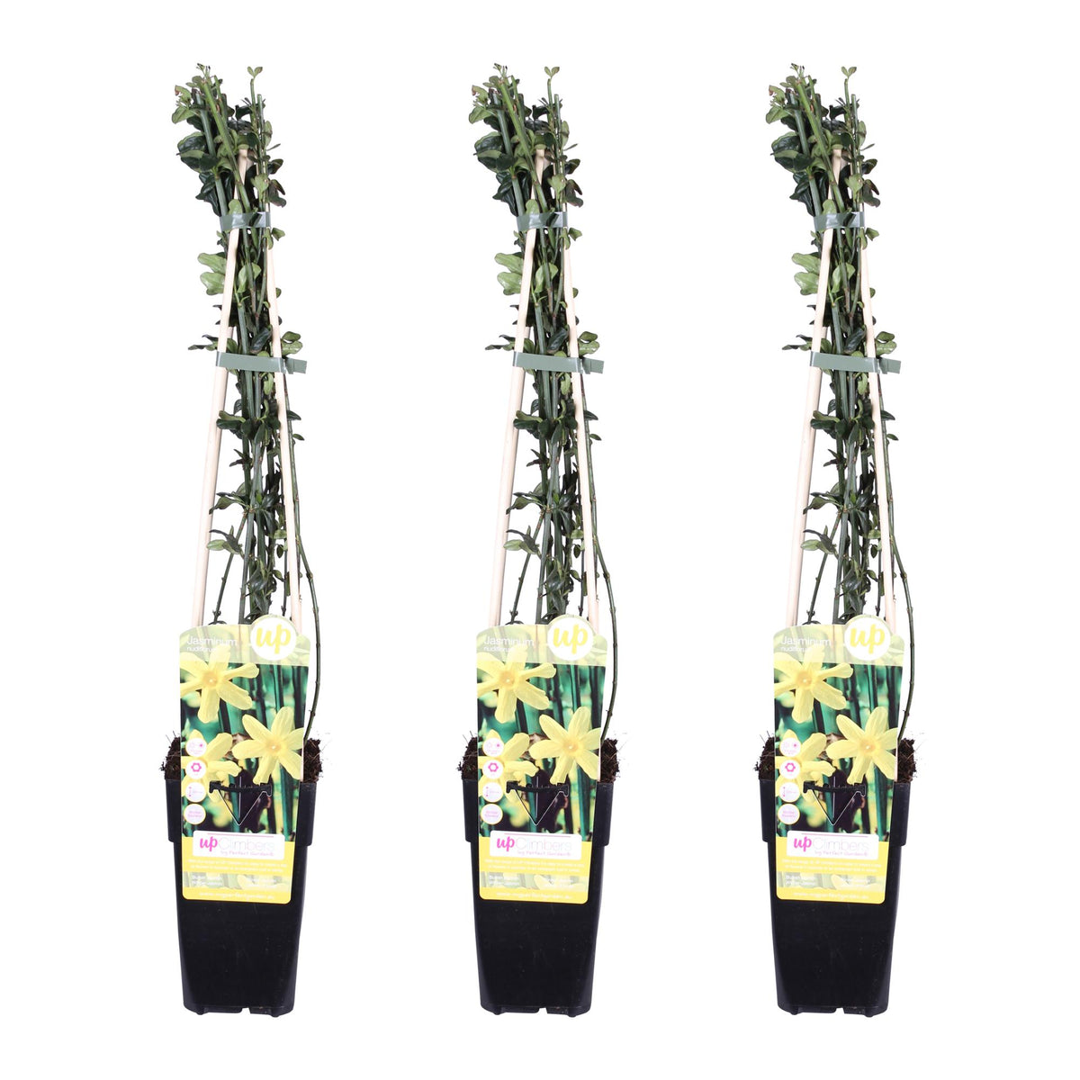 Jasminum nudiflorum (jasmine) – 3 plants, Ø15 cm, 65 cm high