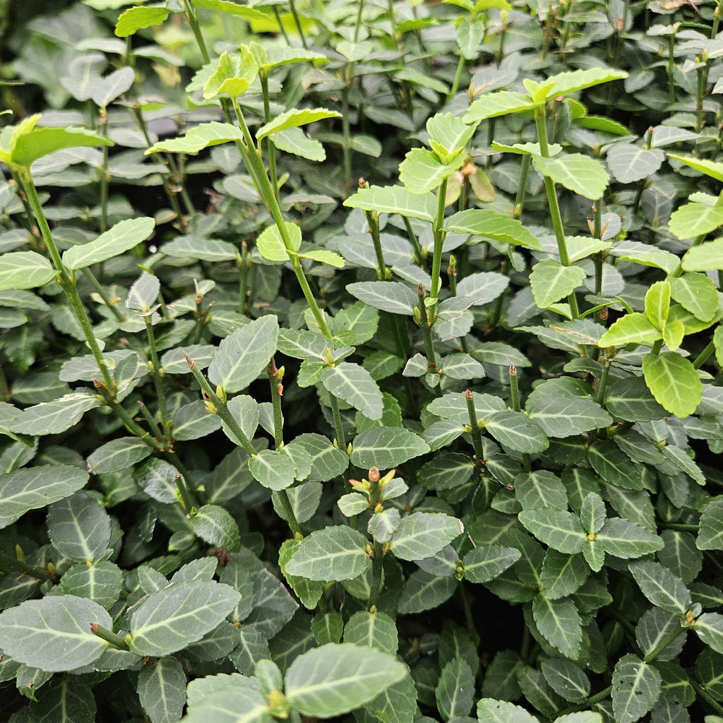 Euonymus fortunei radicans (kardinalskjulder) – 24 planter, Ø9 cm, 10–25 cm høje – billede 5