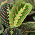 2× Maranta Fascinator Tricolour (Gebetsstaude) mit Körbchen – Ø 12 cm, 25 cm hoch