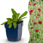 Knautia macedonica (verge d'or macédonienne) – rouge foncé – 6 plantes, Ø11 cm, 15–25 cm de haut