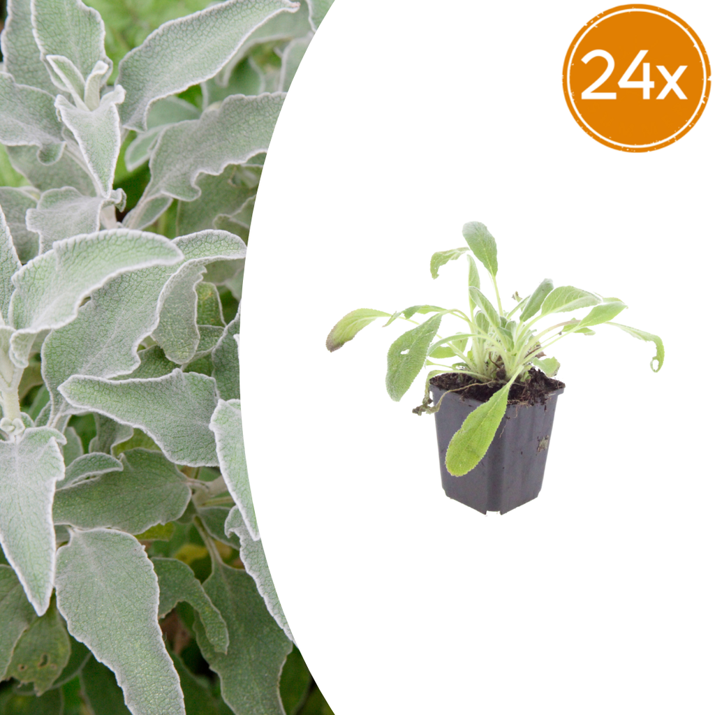 Stachys byzantina (Eselsohr) – 24 Pflanzen, Ø9 cm, 10–25 cm hoch