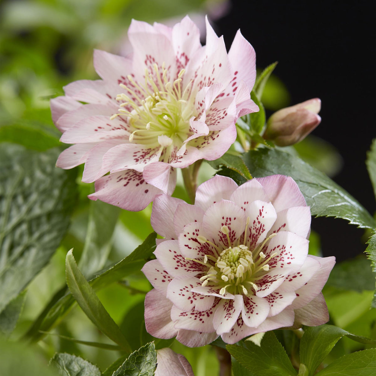 Helleborus orientalis 'Double Ellen Pink' (Christrose) – Ø 14 cm, 35 cm hoch