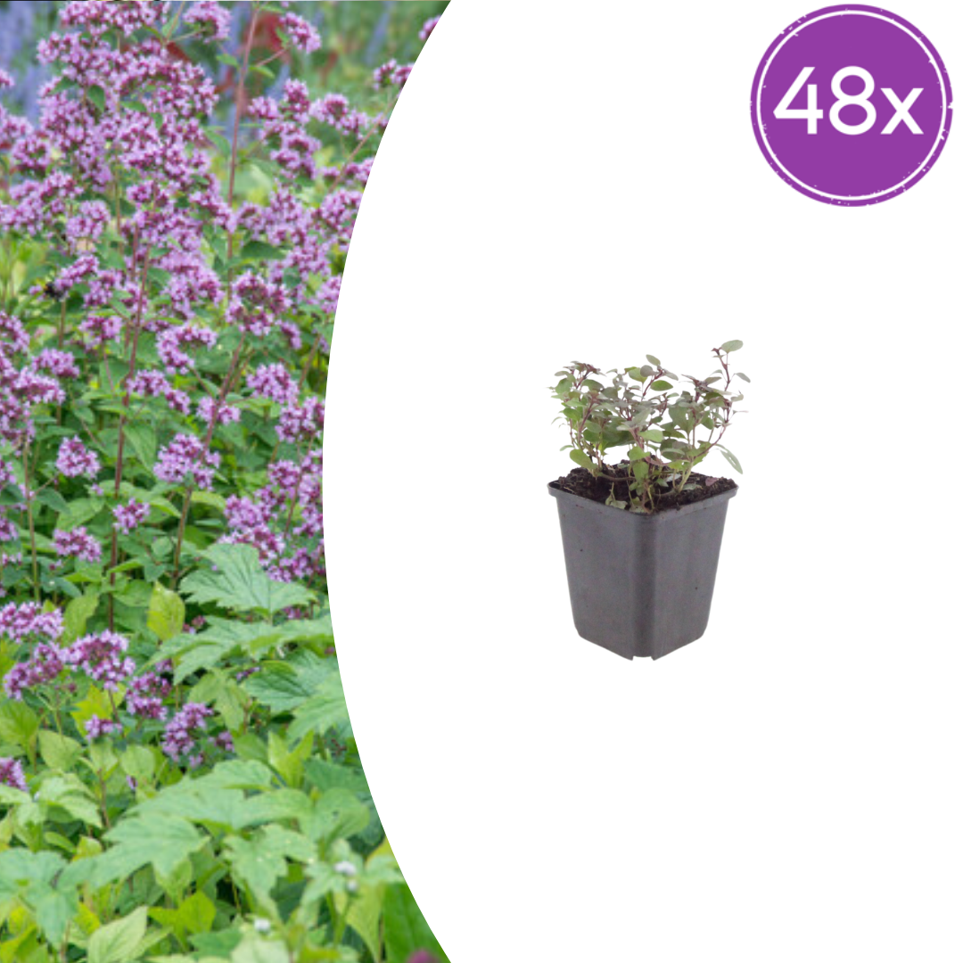 Origanum laevigatum 'Herrenhausen' (oregano) – 48 planten, Ø9 cm, 10–25 cm hoog