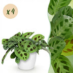 4× Maranta Fascinator Kerchoveana (prayer plant) in white Potter decorative pot – Ø12 cm, 25 cm high