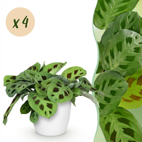 4× Maranta Fascinator Kerchoveana (gebedsplant) in Potter-sierpot wit – Ø12 cm, 25 cm hoog
