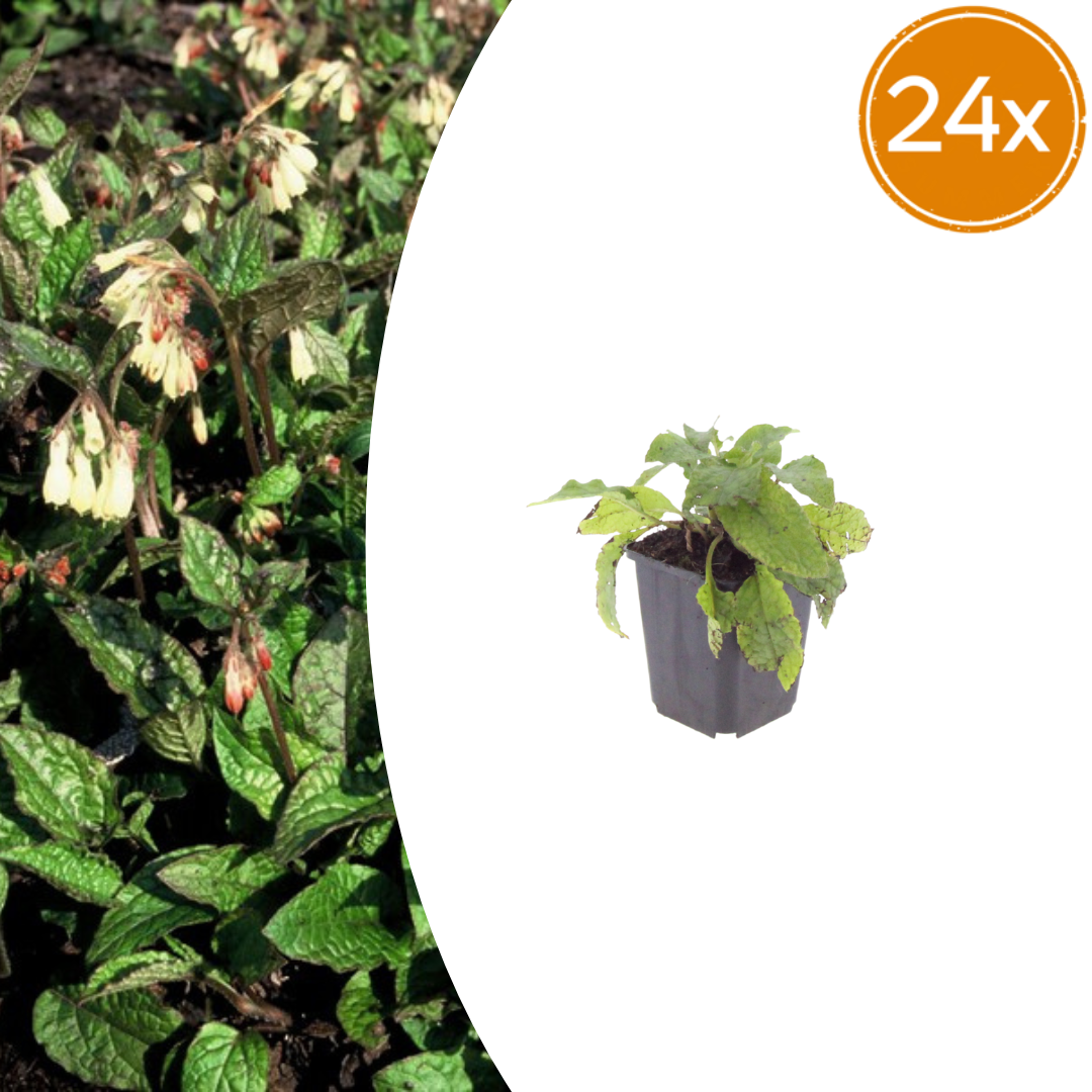 Symphytum grandiflorum (Großer Natternkopf) – 24 Pflanzen, Ø 9 cm, 10–25 cm hoch