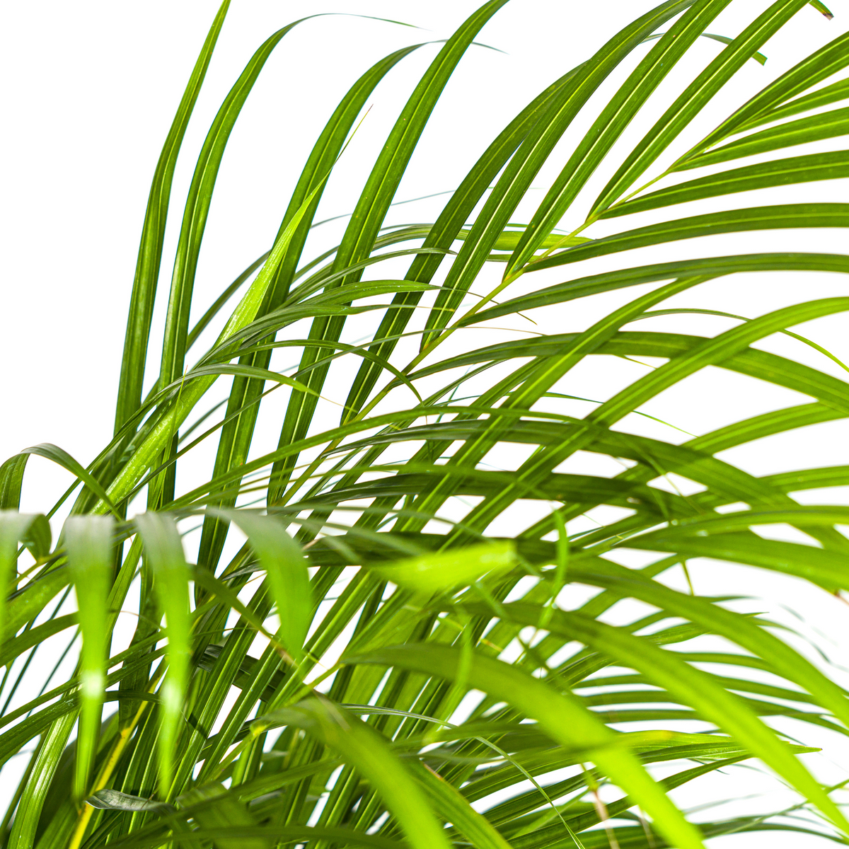 Dypsis Areca Lutescens (goudpalm) – Ø24 cm, 120–140 cm hoog
