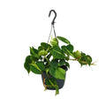 Philodendron scandens Brasil – Ø15 cm, 35 cm hoog