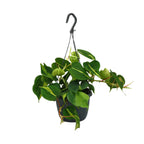 Philodendron scandens Brasil – Ø15 cm, 35 cm hoog