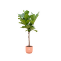 Ficus lyrata stam (vioolbladplant) in Vibes Fold Round-sierpot roze – Ø30 cm, 150 cm hoog
