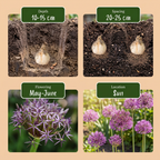 Sternenhyazinthe (Allium christophii) – 60 Blumenzwiebeln (Zwiebelgröße 10/12)