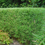 Fargesia rufa (bambou) – 18 plants, Ø14 cm, 35 cm de haut