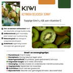 Kiwi-Pflanze (Actinidia) bio – 3 Pflanzen, Ø 13 cm, 20 cm hoch