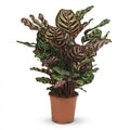 Calathea makoyana – Ø 19 cm, 70 cm hoch