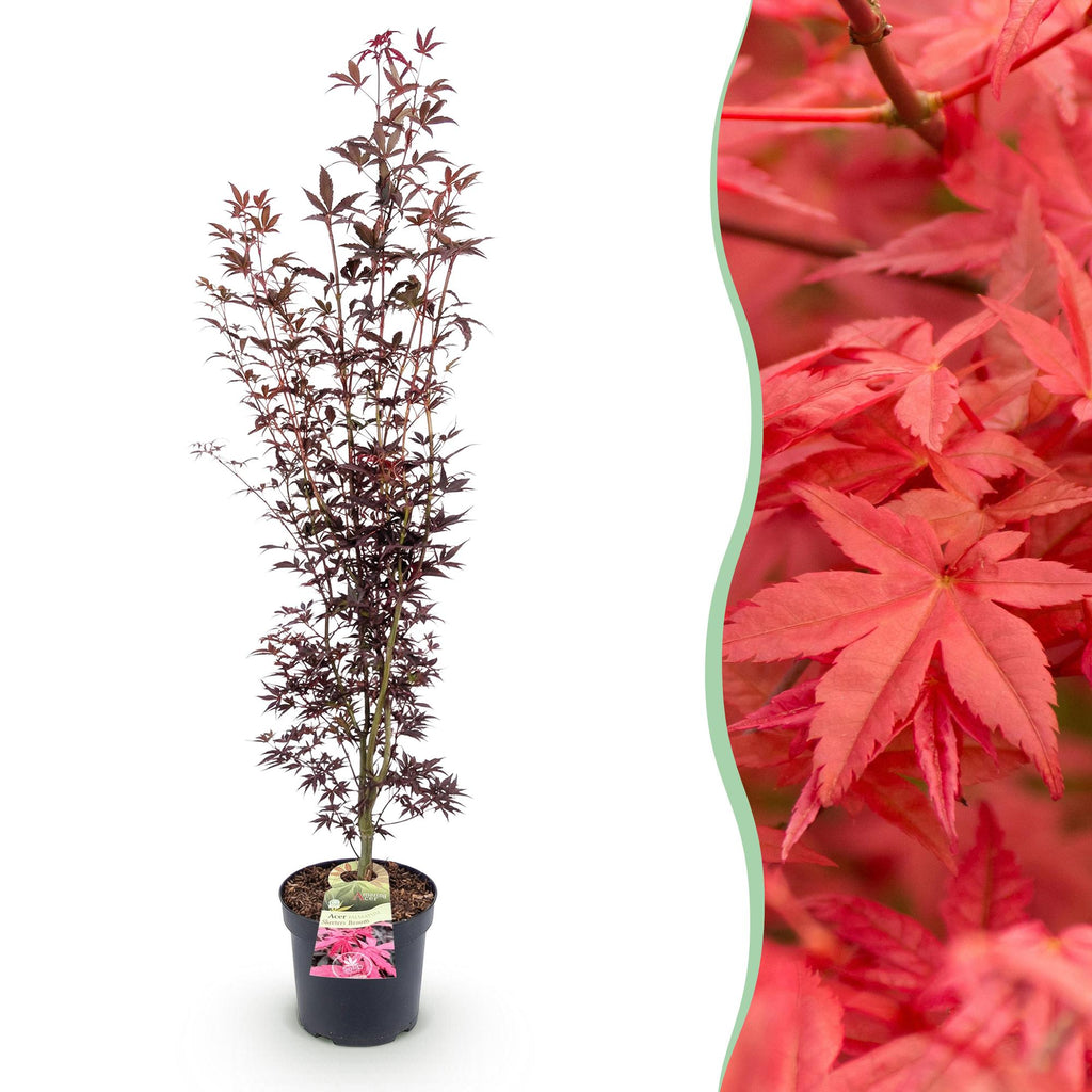 Acer palmatum 'Atropurpureum' (Érable du Japon) – pourpre – Ø26 cm, 90 cm de haut