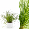Cyperus alternifolius Zumula (cypérus) en pot de décoration blanc – Ø12 cm, 20 cm de haut