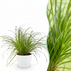 Cyperus alternifolius Zumula (cypérus) en pot de décoration blanc – Ø12 cm, 20 cm de haut