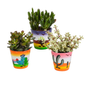 Crassula mix (jadeplant) – Ø9 cm, 18 cm hoog