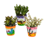 Crassula mix (jadeplant) – Ø9 cm, 18 cm hoog