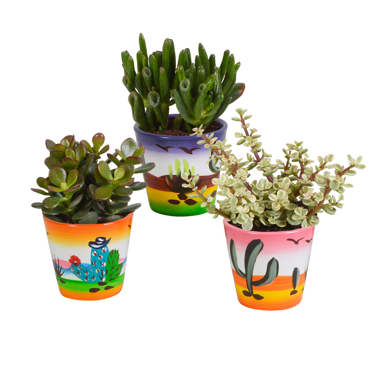 Crassula mix (jadeplant) – Ø9 cm, 18 cm hoog