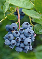 Vaccinium corymbosum 'Reka' (blauwe bes) – Ø13 cm, 30 cm hoog