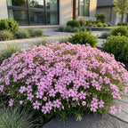 Phlox 'Rosette' (Leuchterblume) – rosa – 12 Pflanzen, Ø11 cm, 15–25 cm hoch