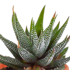 15× Mélange de cactus et plantes grasses (Cactaceae) sans pot décoratif – Ø6 cm, 13 cm de haut