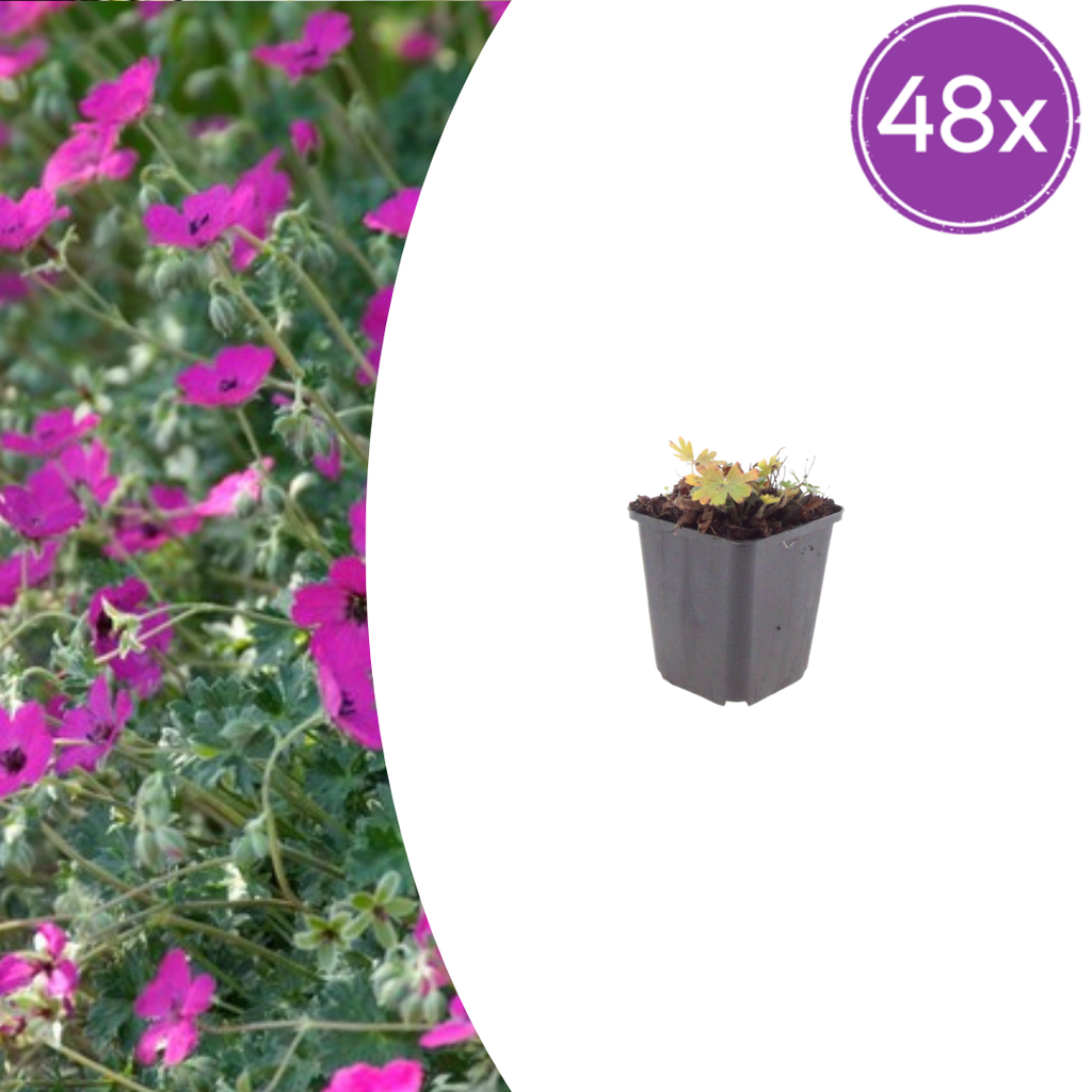 Geranium sanguineum 'Max Frei' (géranium vivace) – 48 plants, Ø9 cm, 10–25 cm de haut