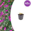 Geranium sanguineum 'Max Frei' (géranium vivace) – 48 plants, Ø9 cm, 10–25 cm de haut