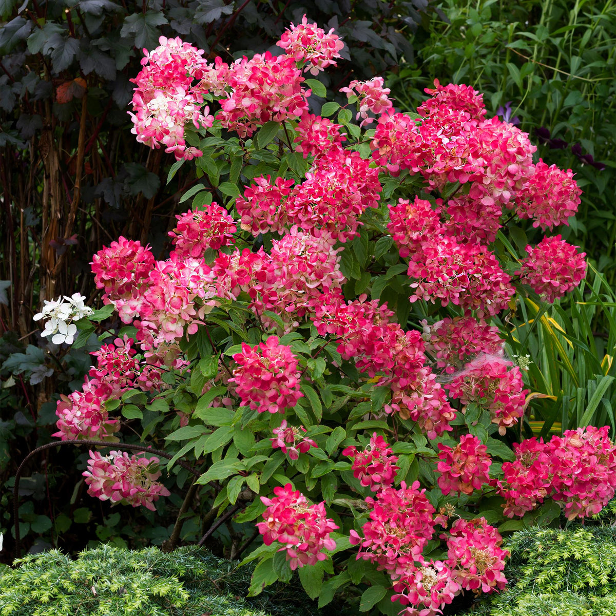 Hydrangea panniculata 'Pink Diamond' (hortensia) – roze-wit – Ø17 cm, 50 cm hoog