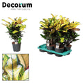 Croton Wilma (Codiaeum) – Ø17 cm, 60 cm hoog