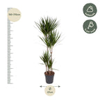 Dracaena marginata (arbre dragonnier) – Ø27 cm, 180 cm de haut
