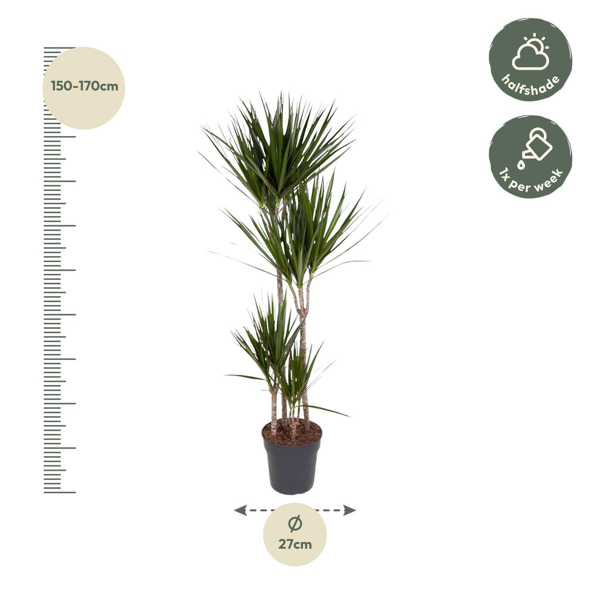 Dracaena marginata (Drachenbaum) – Ø 27 cm, 180 cm hoch