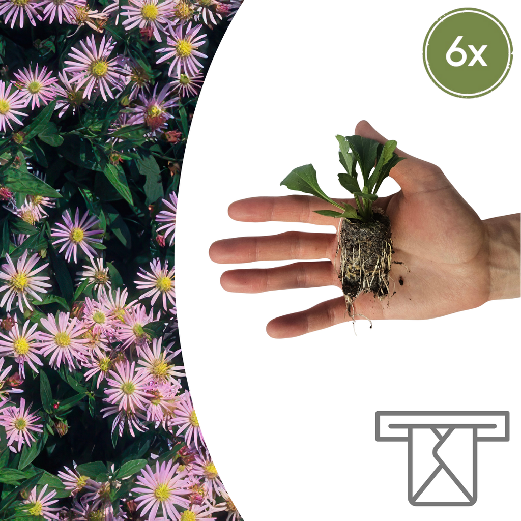 Aster