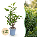 Prunus lusitanica angustifolia (prunier de Lusitanie) – 24 plants, Ø9 cm, 25–35 cm de haut