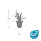 Liriope muscari 'Moneymaker' (lily grass) – 60 plants, Ø9 cm, 10–25 cm high