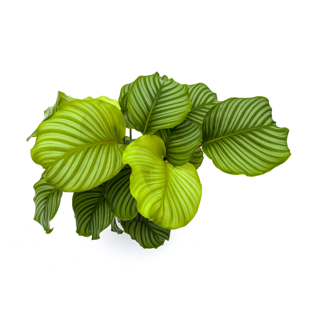 Calathea orbifolia – Ø27 cm, 70–90 cm hoog