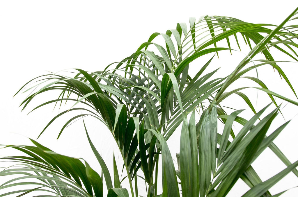 Kentia palm (Howea) – Ø25 cm, 170 cm hoog