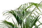 Kentia palm (Howea) – Ø25 cm, 170 cm hoog