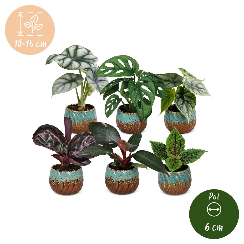 6× Jungpflanzen Dschungel-Mix inkl. Copper Reef – Ø6 cm, 10–15 cm hoch – Bild 5