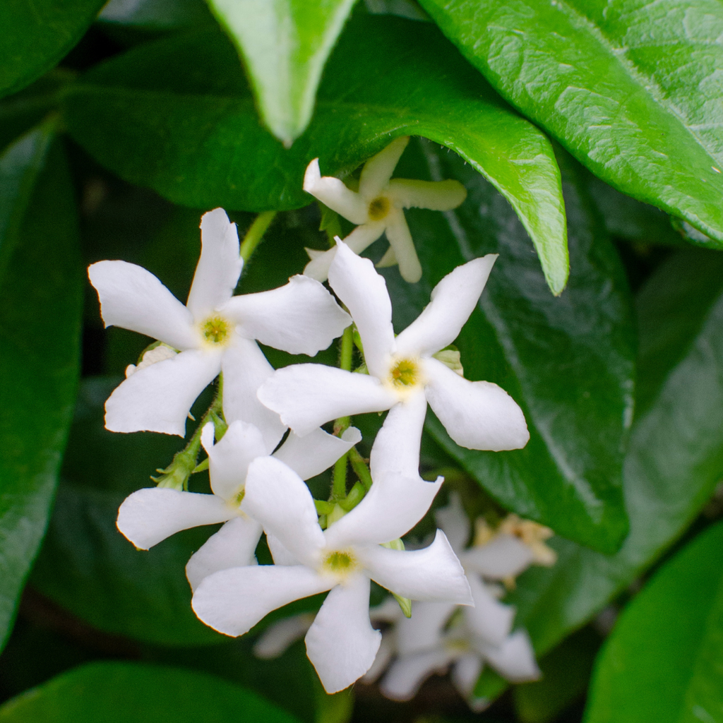Trachelospermum jasminoides 'Star Of Venice' (Toskanischer Jasmin) – Ø23 cm – Bild 3