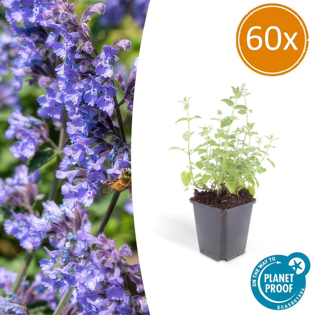 Nepeta 'Six Hills Giant' (catmint) – 60 plants, Ø9 cm, 10–25 cm high