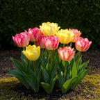 Mélange de tulipes 'Foxtrot' – 12 bulbes (calibre 11/12)