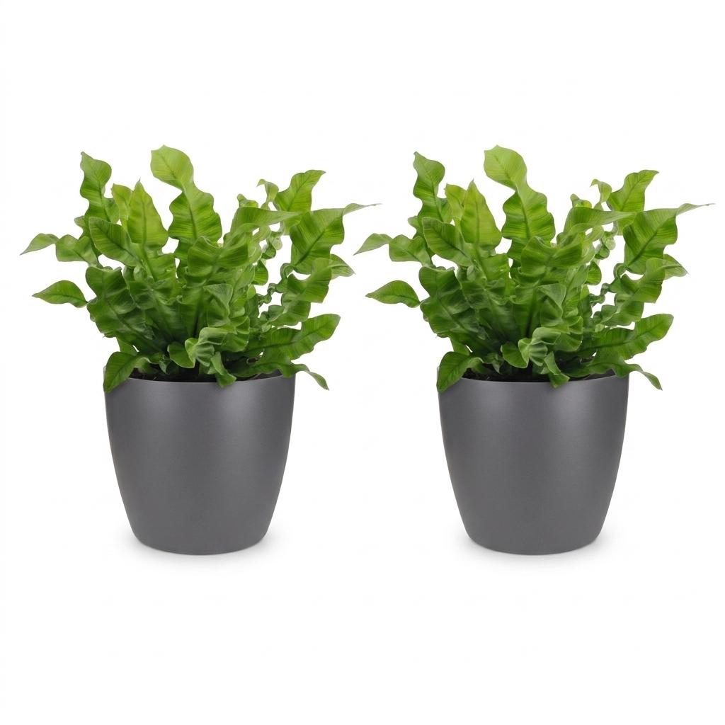 2× Asplenium Crispy Wave (fougère nid d’oiseau) en pot décoratif Potter gris – Ø12 cm, 30 cm de haut