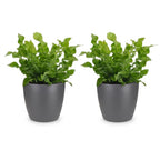 2× Asplenium Crispy Wave (fougère nid d’oiseau) en pot décoratif Potter gris – Ø12 cm, 30 cm de haut
