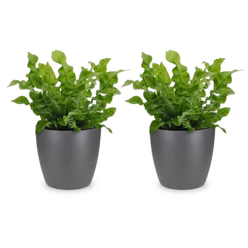 2× Asplenium Crispy Wave (bird's nest fern) in grey Potter decorative pot – Ø12 cm, 30 cm high